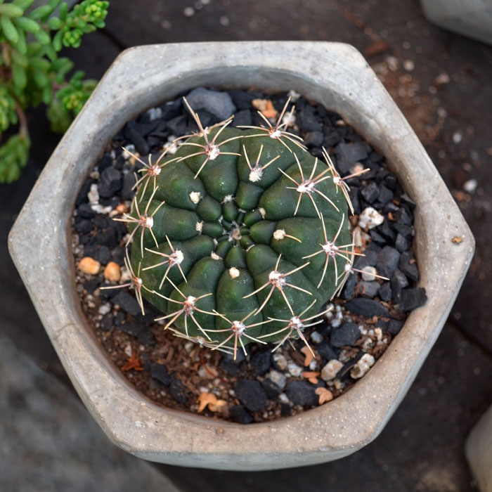 Cactus y Suculentas - Garden Center - Vivero, plantas de ...